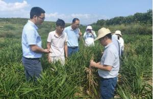 湖南农业科技服务为乡村产业振兴提质增效